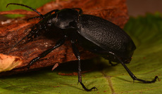 Lederlaufkäfer (5).jpg